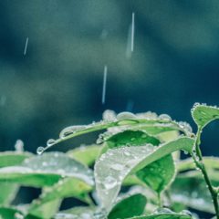 雨で車が汚れる梅雨入り前にしておきたい自動車の対策とは？